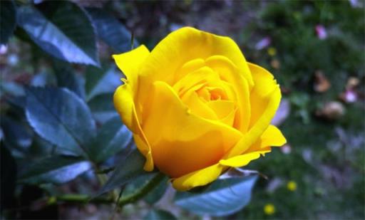 黄色玫瑰寓意和花语 黄色玫瑰寓意和花语（粉黄色玫瑰寓意和花语） 生活