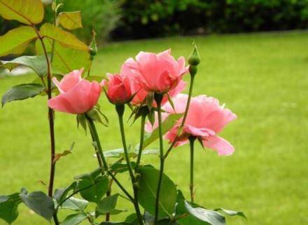 玫瑰花多少朵的含义 玫瑰花多少朵的含义（每朵玫瑰花代表的含义） 生活