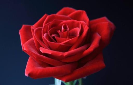 收到的玫瑰花束怎么养 收到的玫瑰花束怎么养  收到的玫瑰花束怎么养活 生活