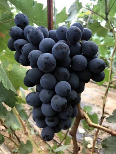 葡萄的种类 葡萄的种类（葡萄的种类及名称） 生活