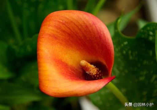 马蹄莲的花语是什么 马蹄莲的花语是什么（彩色马蹄莲的花语是什么） 生活