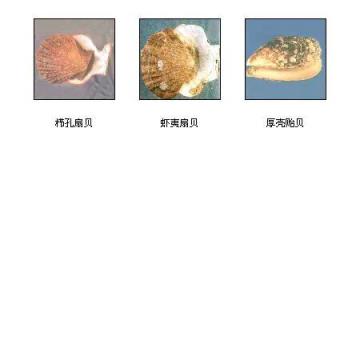 贝壳的种类 贝壳的种类（贝壳的种类名称） 生活