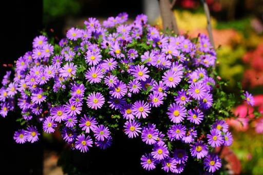 紫色的花 紫色的花（紫色的花有哪些及花名图片） 生活