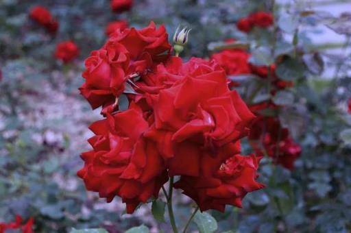 红玫瑰代表什么 红玫瑰代表什么（红玫瑰代表什么意思） 生活