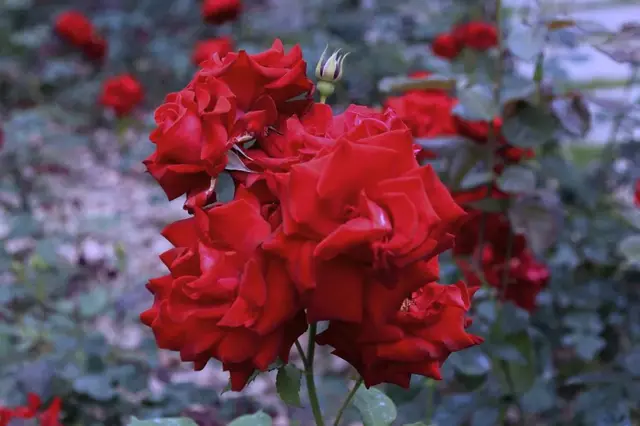 红玫瑰代表什么 红玫瑰代表什么（11朵红玫瑰代表什么） 生活