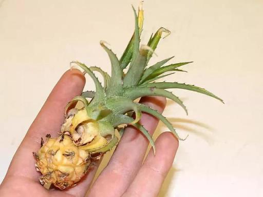 菠萝怎么种植方法 菠萝怎么种植方法  菠萝怎么种植方法水养可以吗 生活