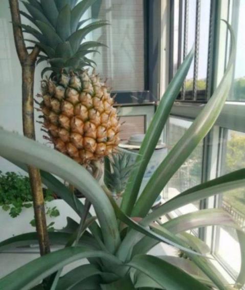 菠萝怎么种植方法 菠萝怎么种植方法  菠萝怎么种植方法水养可以吗 生活