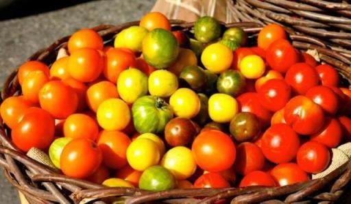 番茄是水果还是蔬菜 番茄是水果还是蔬菜「小番茄是水果还是蔬菜」 生活