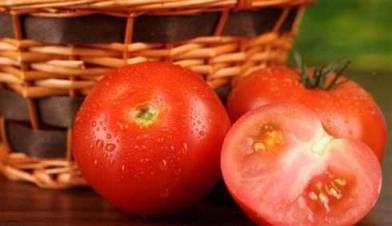 番茄是水果还是蔬菜 番茄是水果还是蔬菜「小番茄是水果还是蔬菜」 生活