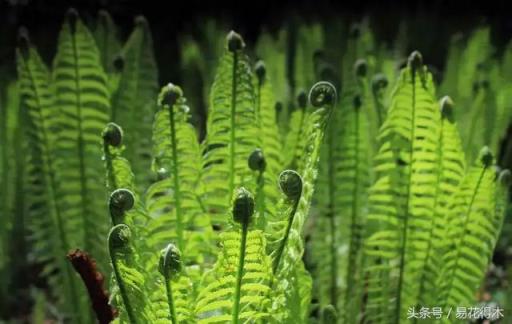 蕨类植物 蕨类植物（蕨类植物图片及名称） 生活