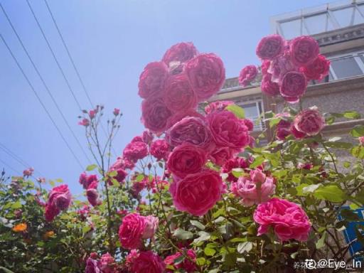 品种月季 品种月季（花店卖的玫瑰花是哪个品种月季） 生活