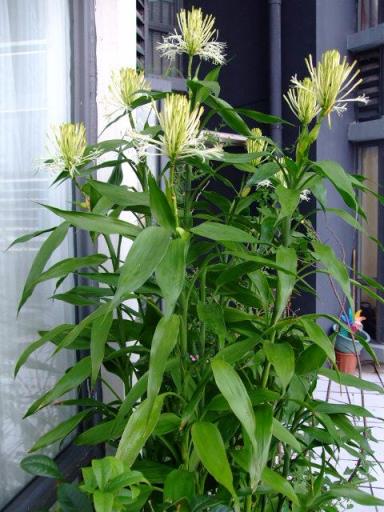 富贵竹的种植方法 富贵竹的种植方法，富贵竹的种类及图片 生活