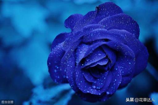 蓝色妖姬的花语是什么意思 蓝色妖姬的花语是什么意思，19朵蓝色妖姬的花语是什么意思 生活
