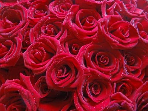 红玫瑰代表什么 红玫瑰代表什么（红玫瑰代表什么意思） 生活