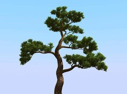 松树的资料 松树的资料，红松树的资料 生活