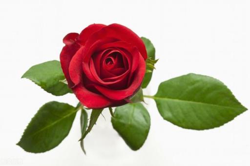 送几朵玫瑰花的含义 送几朵玫瑰花的含义，送人玫瑰花朵数的含义 生活