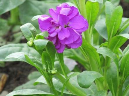 紫罗兰花语 紫罗兰花语（紫罗兰的图片） 生活