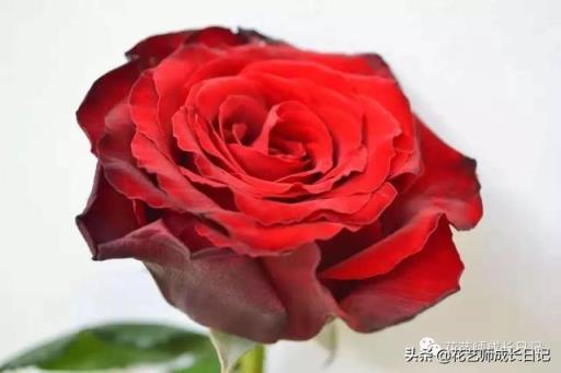 玫瑰的含义 玫瑰的含义（黑玫瑰的含义） 生活