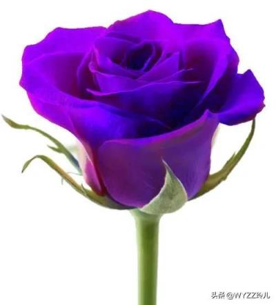 玫瑰颜色的含义 玫瑰颜色的含义，玫瑰颜色的含义和象征 生活