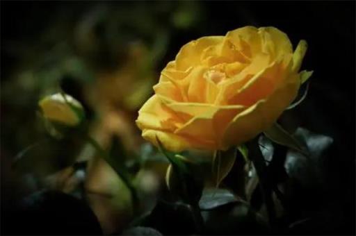 黄色玫瑰寓意和花语 黄色玫瑰寓意和花语（黄色玫瑰寓意和花语） 生活