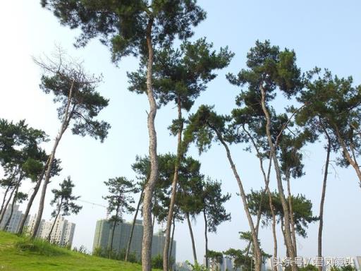 松树的作用 松树的作用  松树的作用与功效 生活
