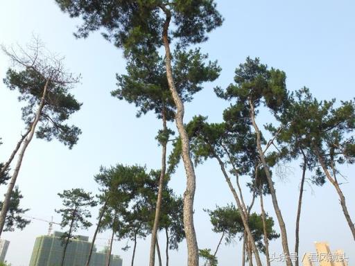 松树的作用 松树的作用  松树的作用与功效 生活