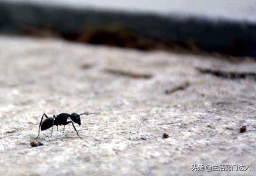 除蚂蚁 除蚂蚁（怎么消灭蚂蚁） 生活