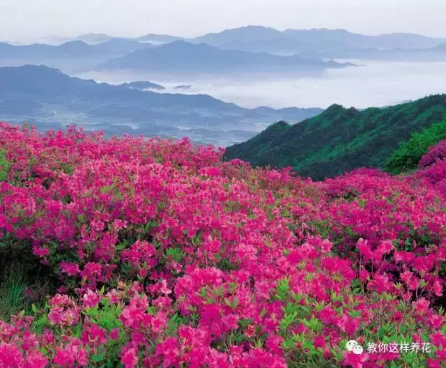 中国的国花 中国的国花「中国的国花有哪几种」 生活