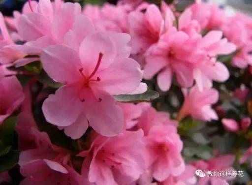 中国国花是什么花 中国国花是什么花（中国正式宣布的国花） 生活