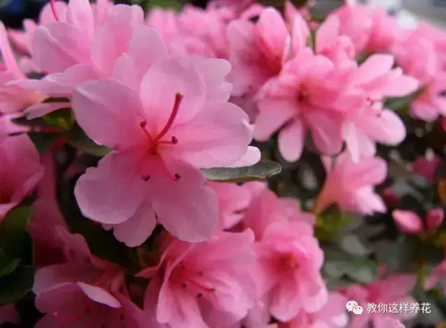 中国的国花是什么 中国的国花是什么，中国的国花是什么花 生活