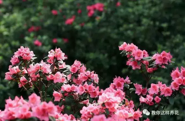 中国的国花 中国的国花「中国的国花有哪几种」 生活