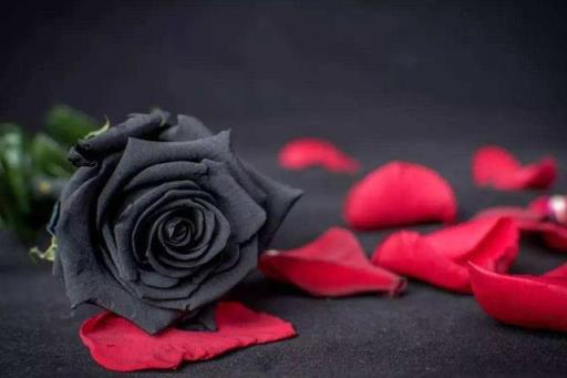 玫瑰含义 玫瑰含义  川崎玫瑰含义 生活