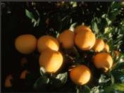 葡萄柚的功效作用 葡萄柚的功效作用（葡萄柚的功效作用及禁忌） 生活
