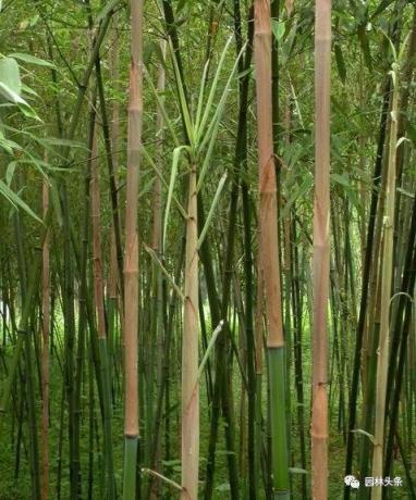 竹子的种类 竹子的种类（竹子的种类及特点） 生活