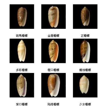 贝壳的种类 贝壳的种类（贝壳的种类名称） 生活