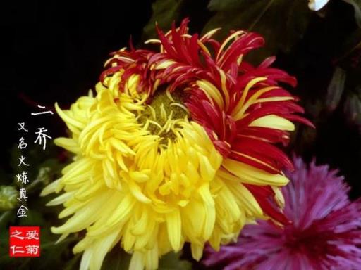 菊花的颜色 菊花的颜色，菊花的颜色有哪几种 生活