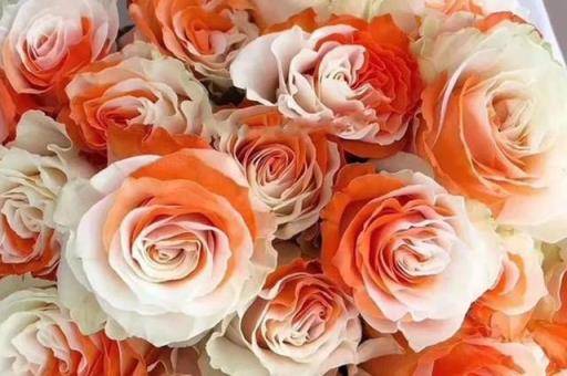 玫瑰花的样子 玫瑰花的样子「玫瑰花的样子和气味」 生活