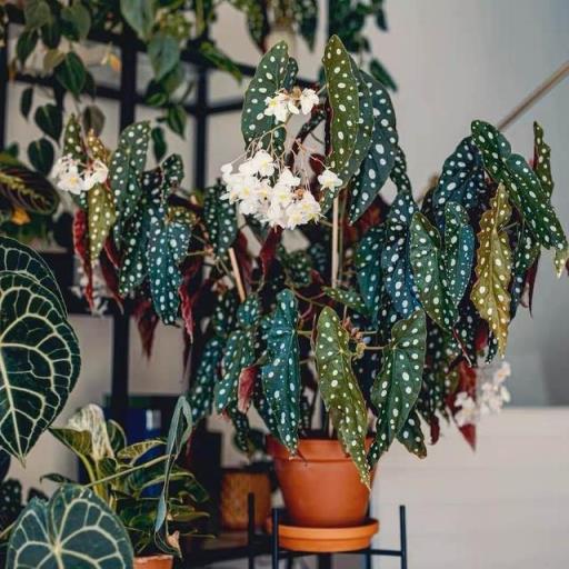 耐阴植物 耐阴植物  耐阴植物适合装饰哪些室内空间 生活