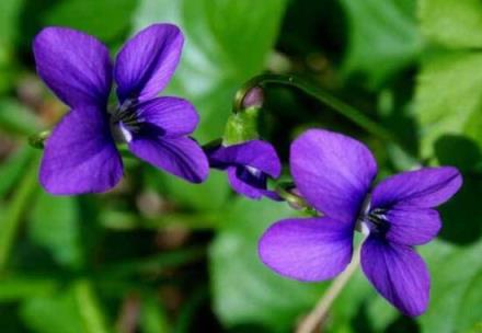 紫罗兰花语 紫罗兰花语（紫罗兰的图片） 生活