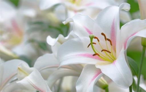 百合花代表什么 百合花代表什么，百合花代表什么花语 生活