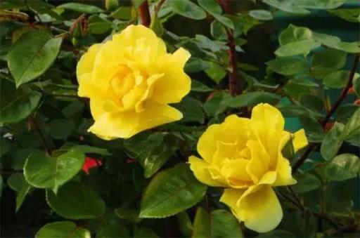 黄色玫瑰寓意和花语 黄色玫瑰寓意和花语（粉黄色玫瑰寓意和花语） 生活