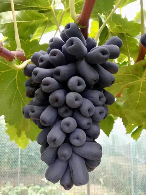 葡萄的种类 葡萄的种类（葡萄的种类及名称） 生活