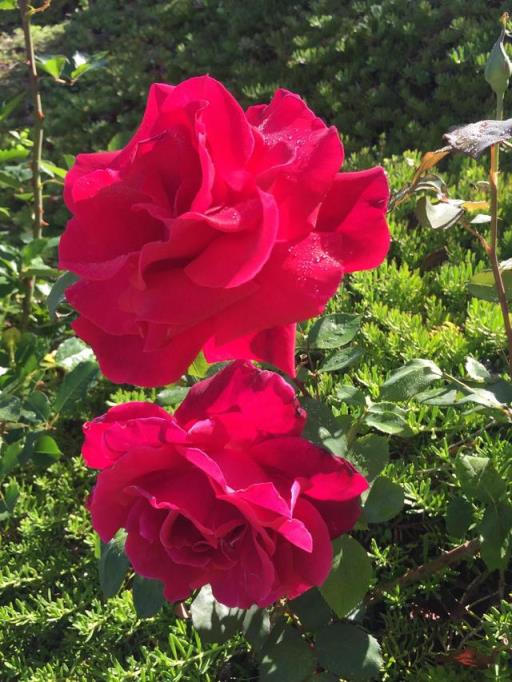 红玫瑰花语是什么 红玫瑰花语是什么（11朵红玫瑰花语是什么） 生活