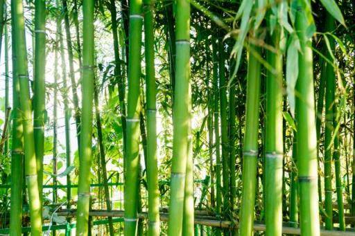 竹子代表什么人 竹子代表什么人（竹子代表什么人的精神品质） 生活
