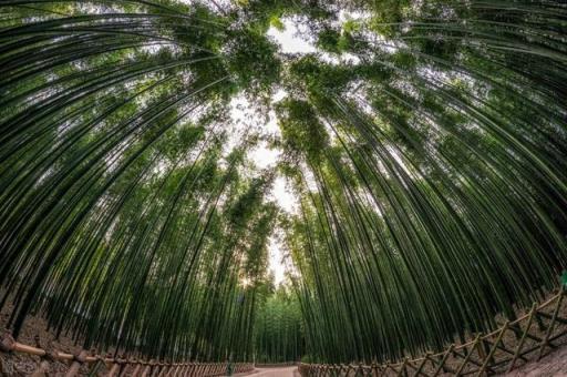 竹子的特性 竹子的特性（竹子的特性和懂得了什么） 生活