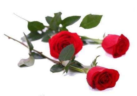玫瑰花含义 玫瑰花含义  玫瑰花含义和朵数大全 生活