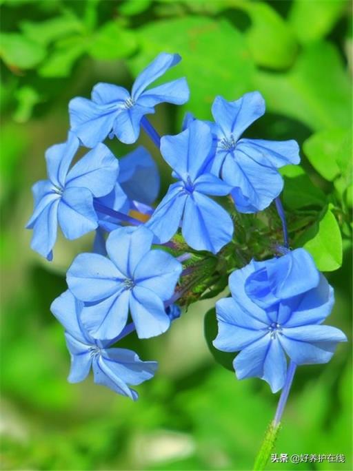 蓝雪花的花语 蓝雪花的花语「蓝雪花的花语和寓意」 生活