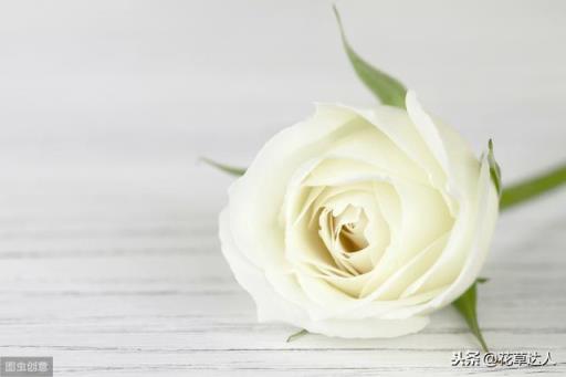 白玫瑰花语 白玫瑰花语（白玫瑰花语象征与寓意） 生活