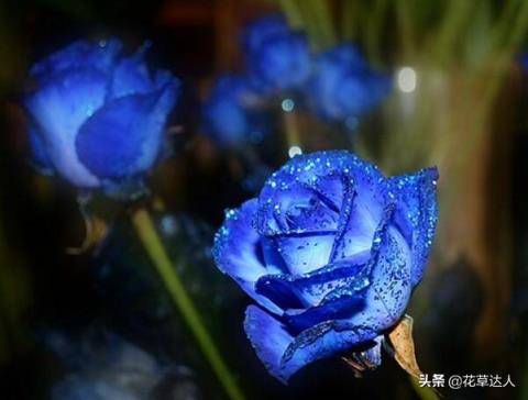 蓝色妖姬的花语是什么意思 蓝色妖姬的花语是什么意思，19朵蓝色妖姬的花语是什么意思 生活