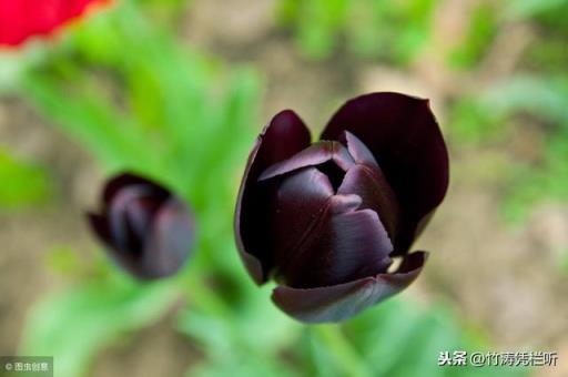 黑色郁金香图片 黑色郁金香图片「黑色郁金香花束图片」 生活